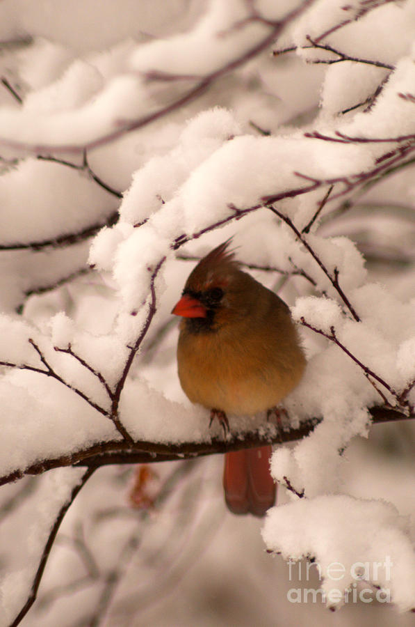 Female Cardinal in Snowy Branches Photograph by Jane Axman