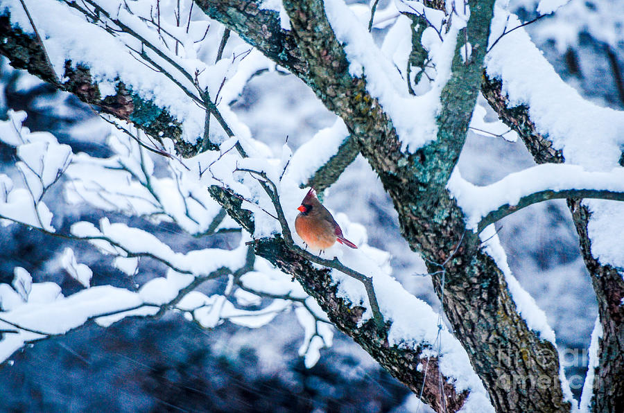 Female Cardinal In Snowy Tree Photograph by Mary Carol Story