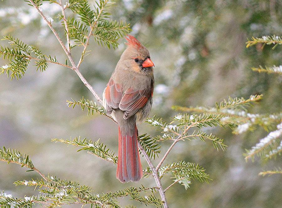 Female Cardinal in the Pines Photograph by Judy Genovese