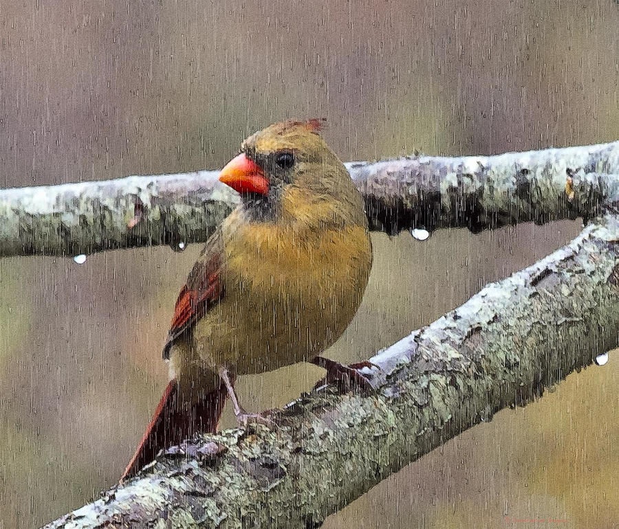 Female Cardinal Reigns In The Rain  Photograph by Constantine Gregory