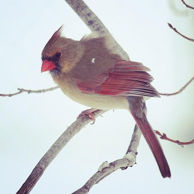 Cardinal Photograph - Female Cardinal In The Snow #cardinal by Lisa Thomas