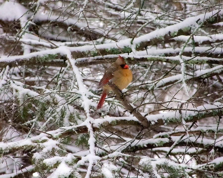 Female Cardinal in the Snow Photograph by Kristen Fox