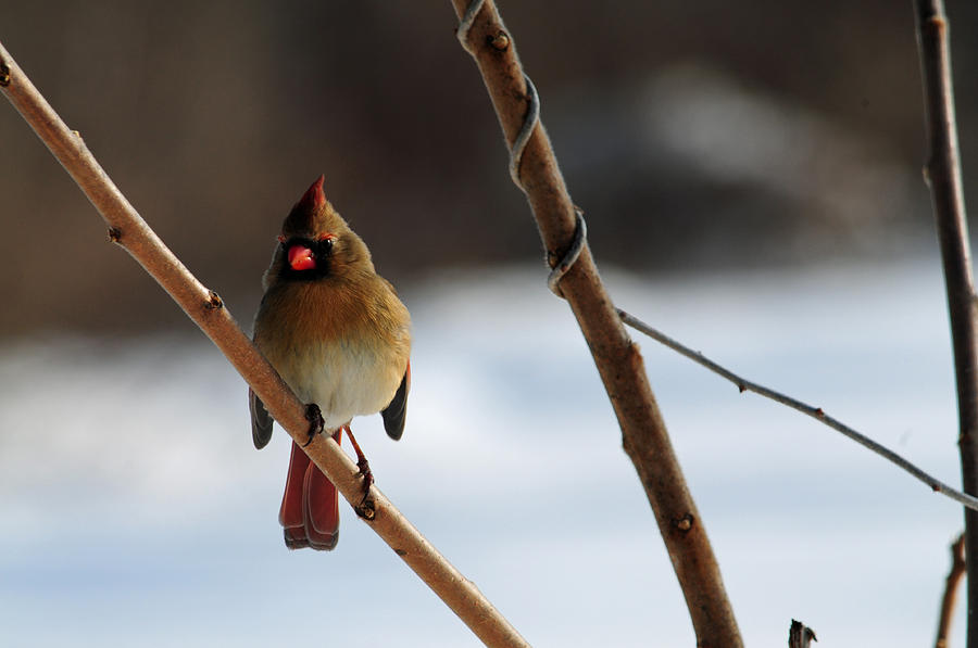 Female Cardinal in the Winter  Photograph by Mike Martin