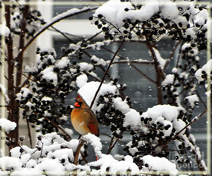 Female Cardinal In Winter Photograph by Lydia Holly