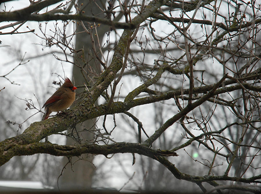 Female Cardinal in Winter Photograph by Wanda Jesfield