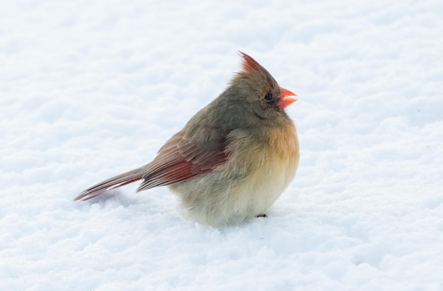 Female Cardinal  Photograph by Holden The Moment