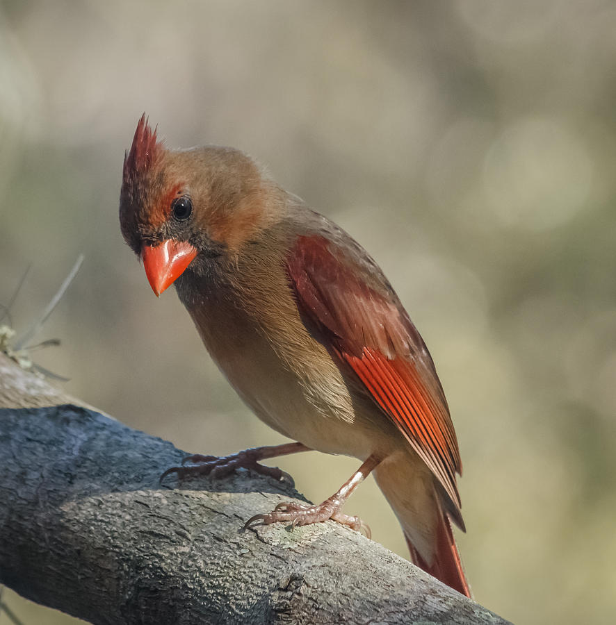 Female Cardinal Photograph by Jane Luxton