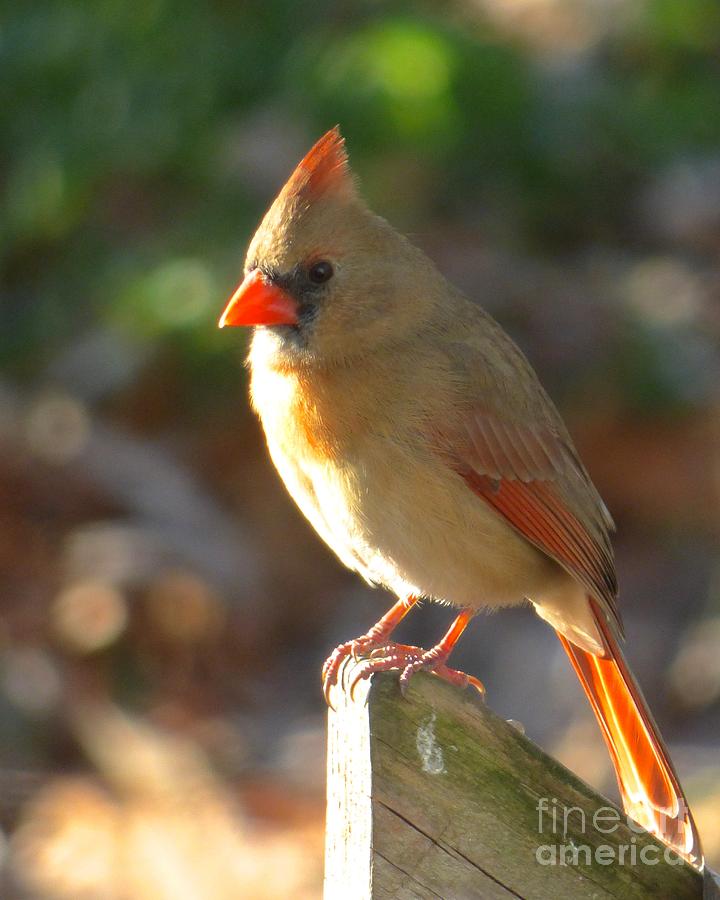Female Cardinal Photograph by Jean Wright
