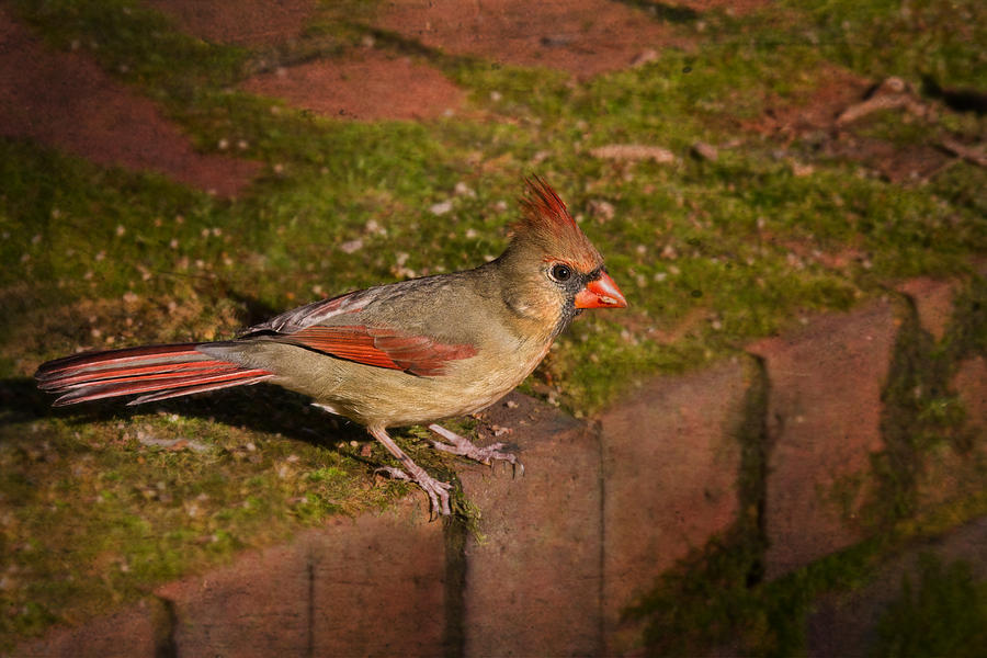 Female Cardinal Photograph by Jemmy Archer