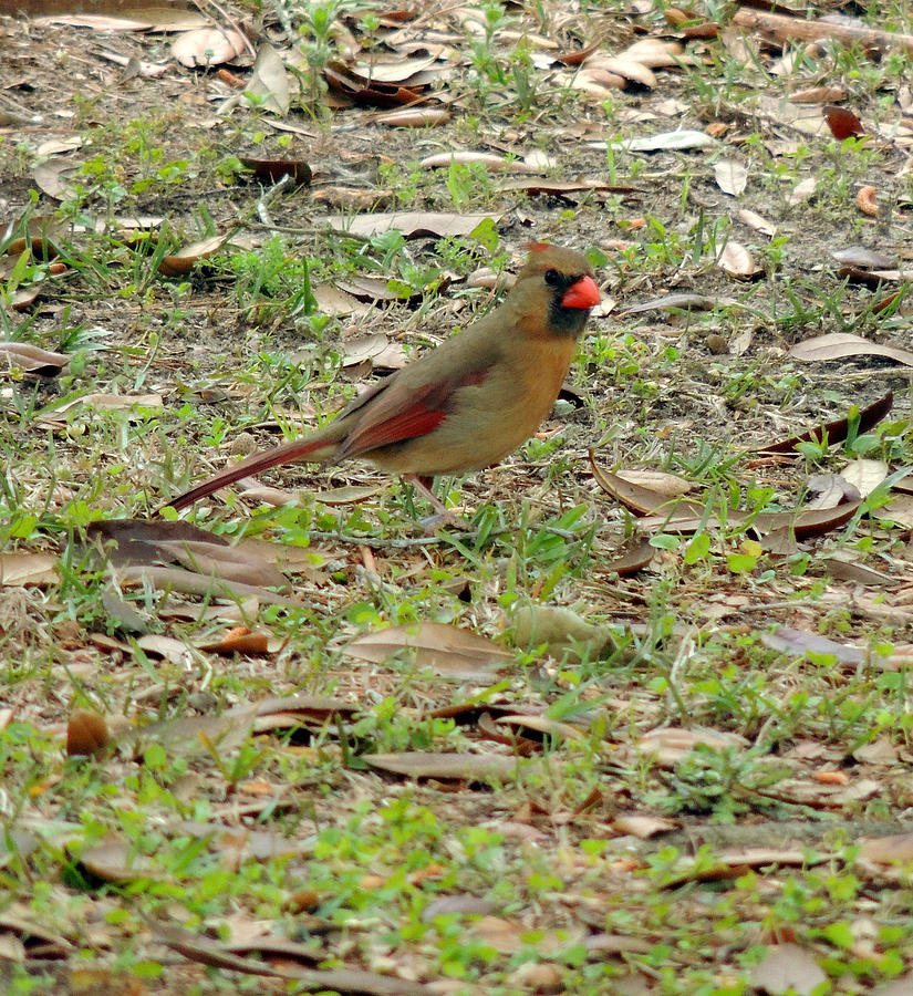 Bird Photograph - Female Cardinal by Kim Pate