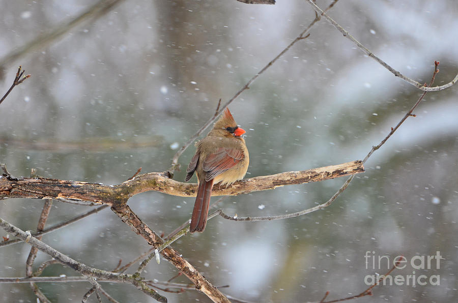 Female Cardinal Photograph by Lila Fisher-Wenzel