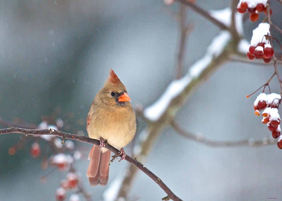 Female Cardinal on Cherry Tree in Snow Photograph by Kristin Hatt
