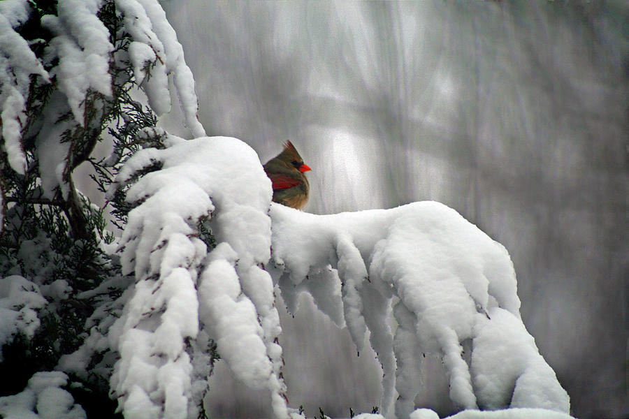Female Cardinal on Winter Branch Photograph by Karen Adams