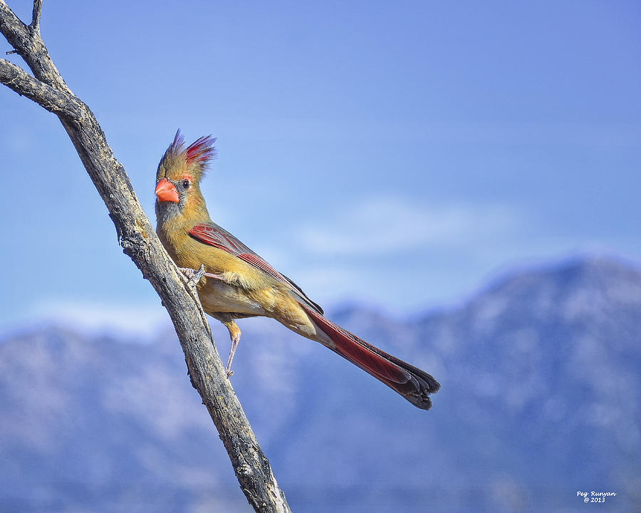 Female Cardinal Photograph by Peg Runyan