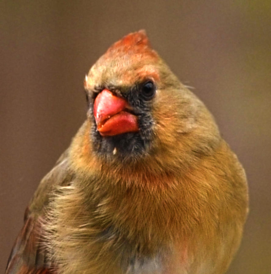 Cardinal Photograph - Female Cardinal by Sandi OReilly
