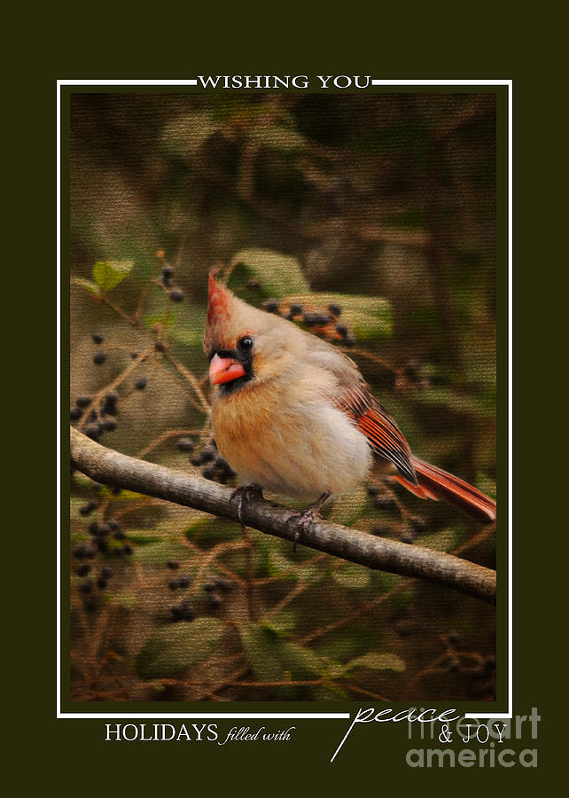 Female Cardinal Song Bird Christmas Card Photograph by Jai Johnson