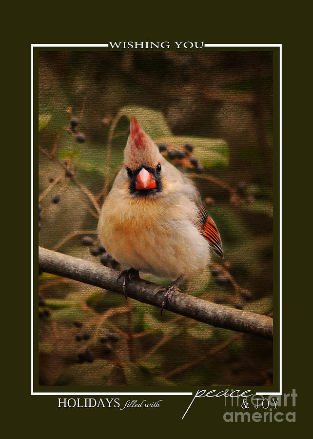 Female Cardinal Song Bird Christmas Cards Photograph by Jai Johnson