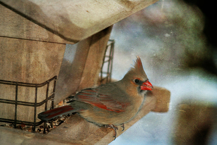 Female Cardinal  Photograph by Susan McMenamin