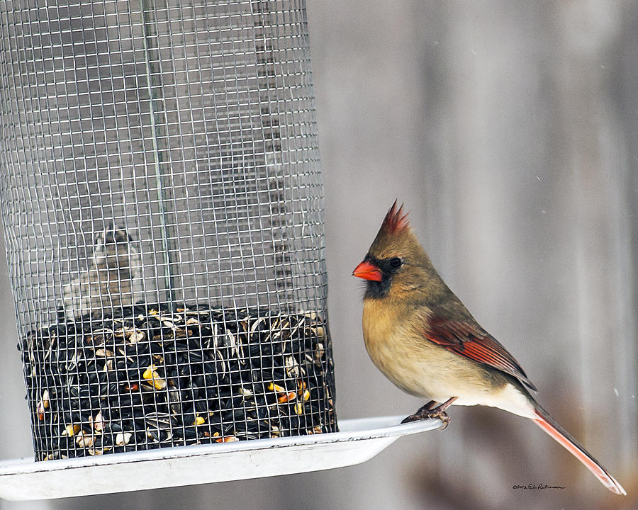 Female Cardinal Winter Feed Photograph by Ed Peterson