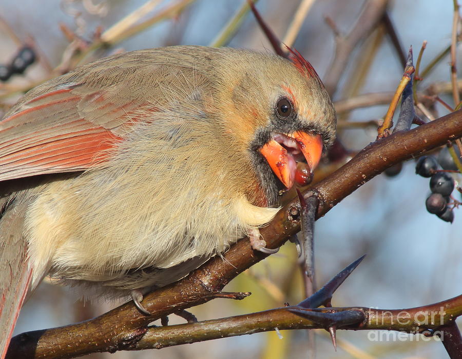 Thorns And Berries - Cardinal Photograph by Robert Frederick