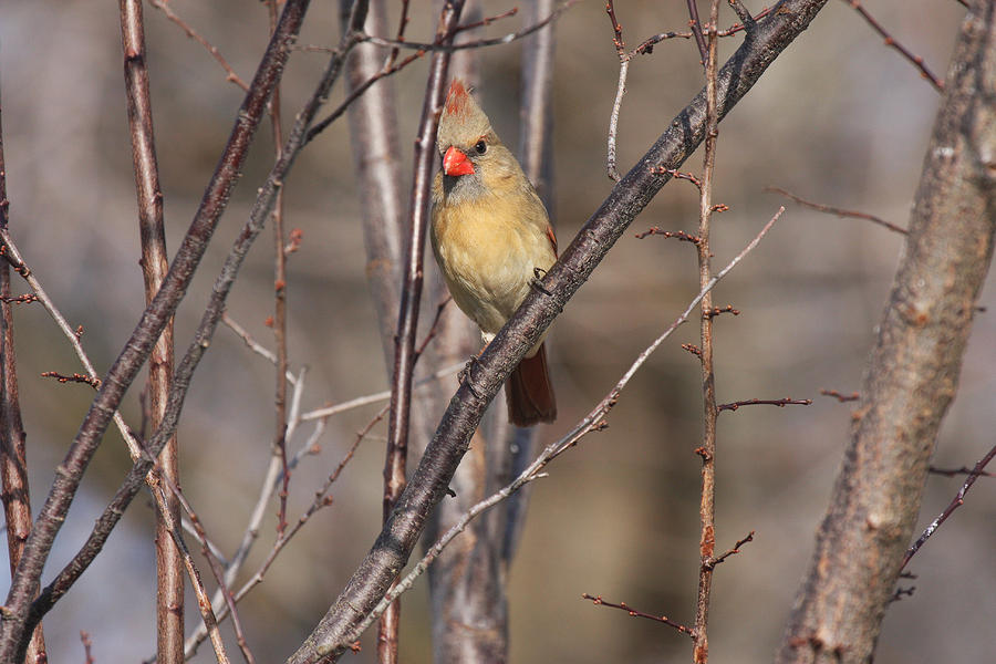 Bird Photograph - Female Cardinal xnum by John Covin
