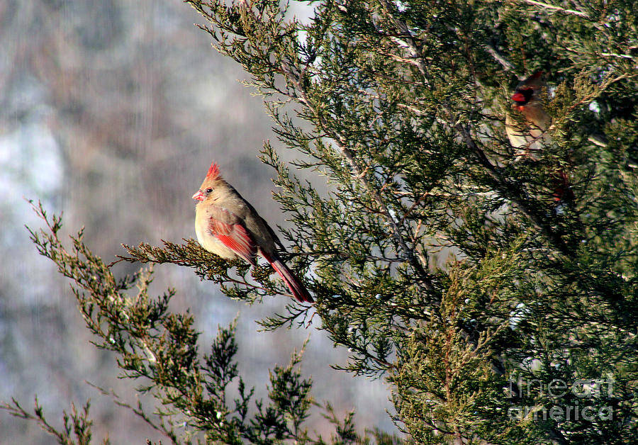 Female Cardinals in Winter Photograph by Karen Adams