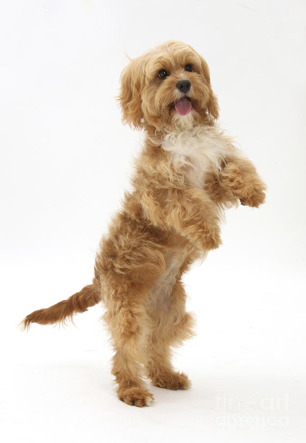 Female cavapoo store