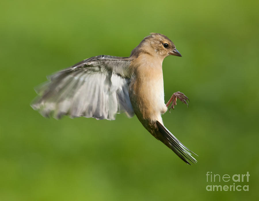 Nature Photograph - Female Chaffinch in flight by Liz Leyden