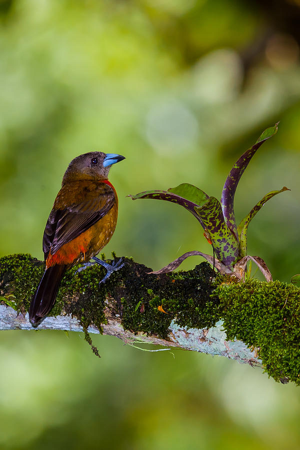 Jungle Photograph - Female Cherries Tanager 9101 by Craig Lapsley