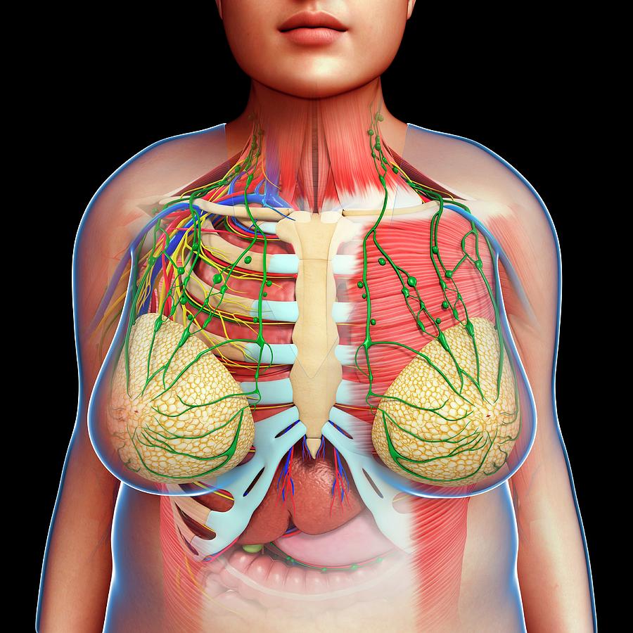 Female Chest Anatomy by Pixologicstudio/science Photo Library