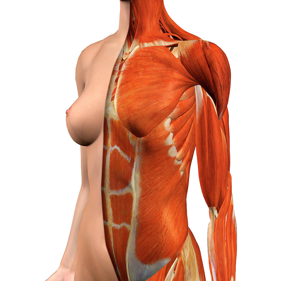 Female Chest And Abdomen Muscles, Split by Hank Grebe