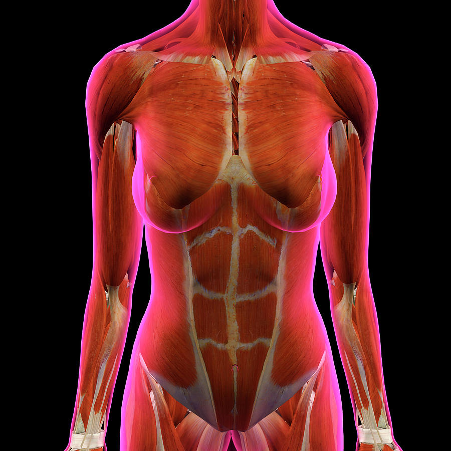 какие мышцы есть в груди для женщин фото 91