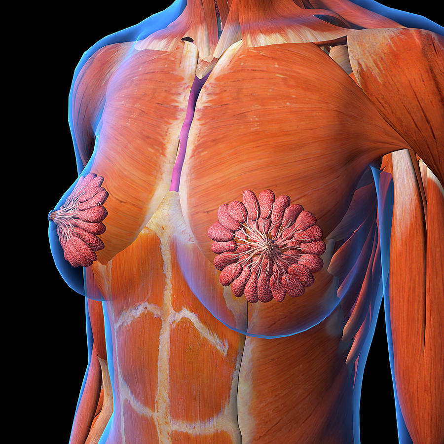 Female Chest And Breast Anatomy Photograph by Hank Grebe