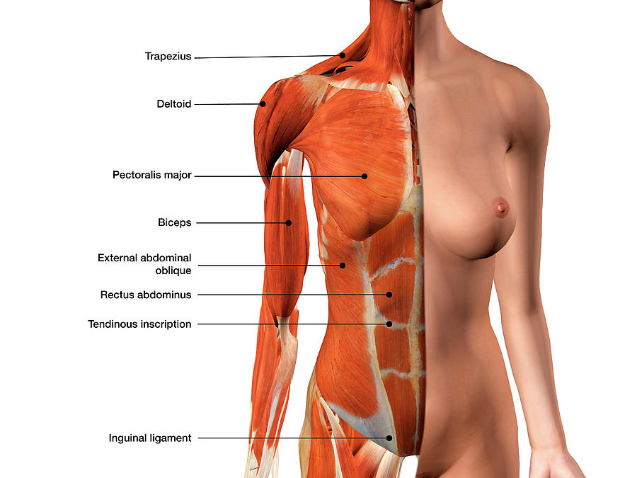 The pectoralis major muscles (also known as the pecs) are located on the fr...