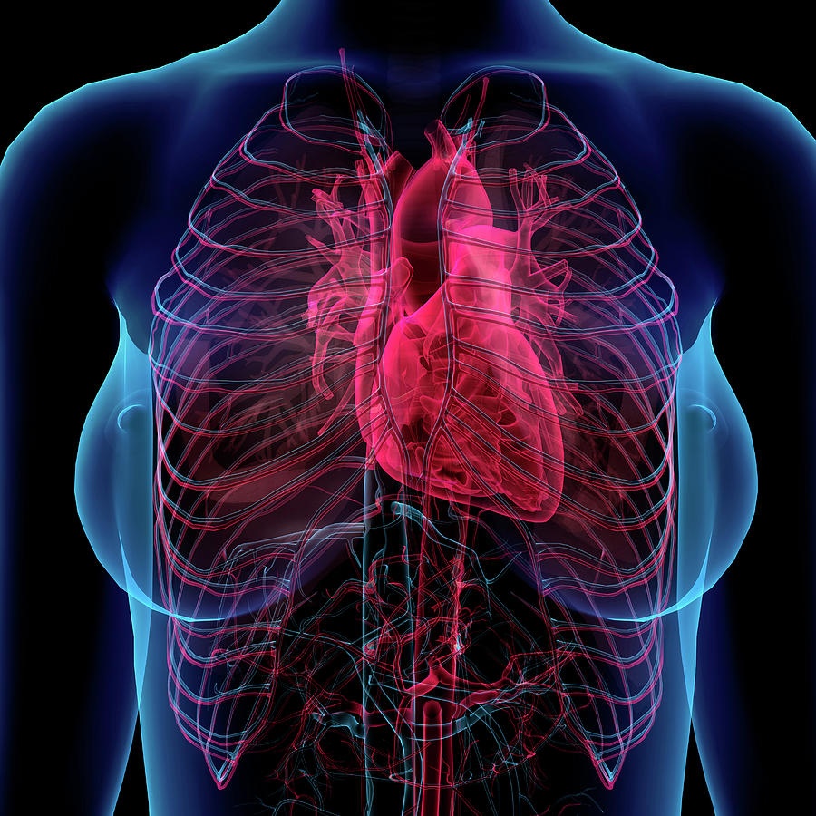Female Chest With Heart And Circulatory by Hank Grebe