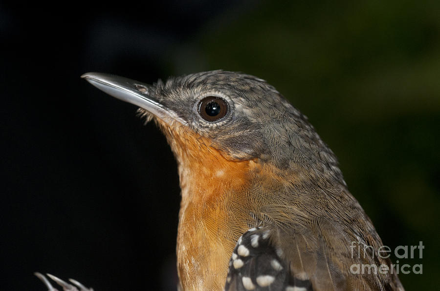 Female Chestnut-tailed Antbird Photograph by William H. Mullins