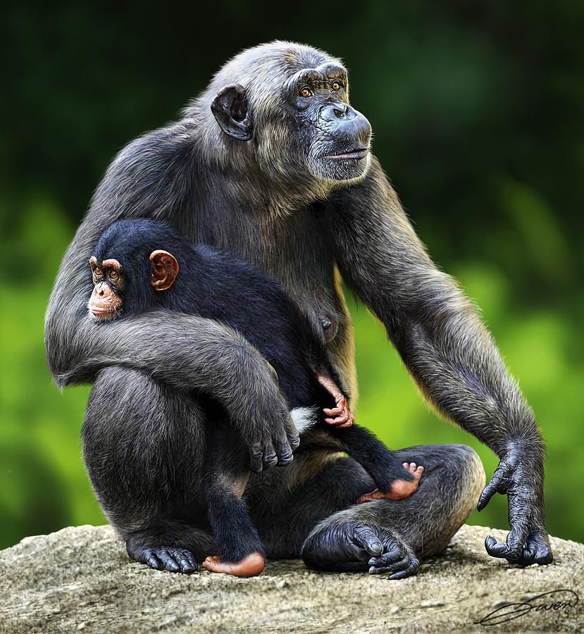 Female Chimpanzee With Young Digital Art by Owen Bell