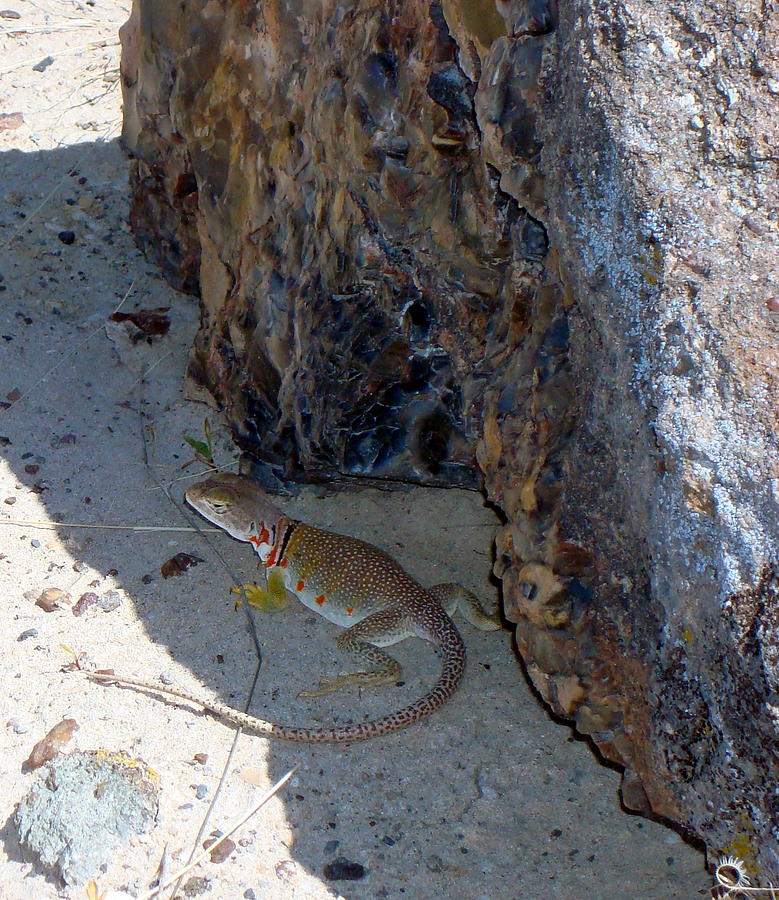 Female Collared Lizard Photograph by Susan Woodward