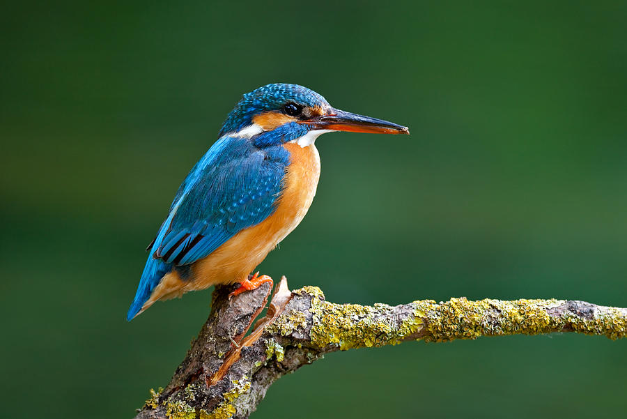 Female Common Kingfisher ( Alcedo atthis) Photograph by Andyworks