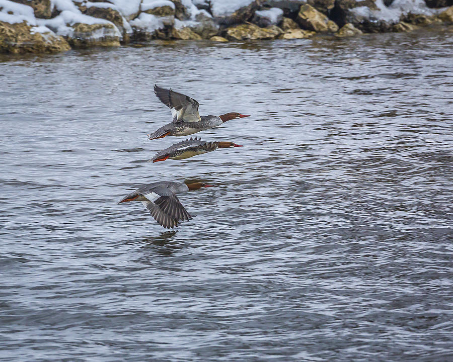 Female Common Mergansers Photograph by Jack R Perry