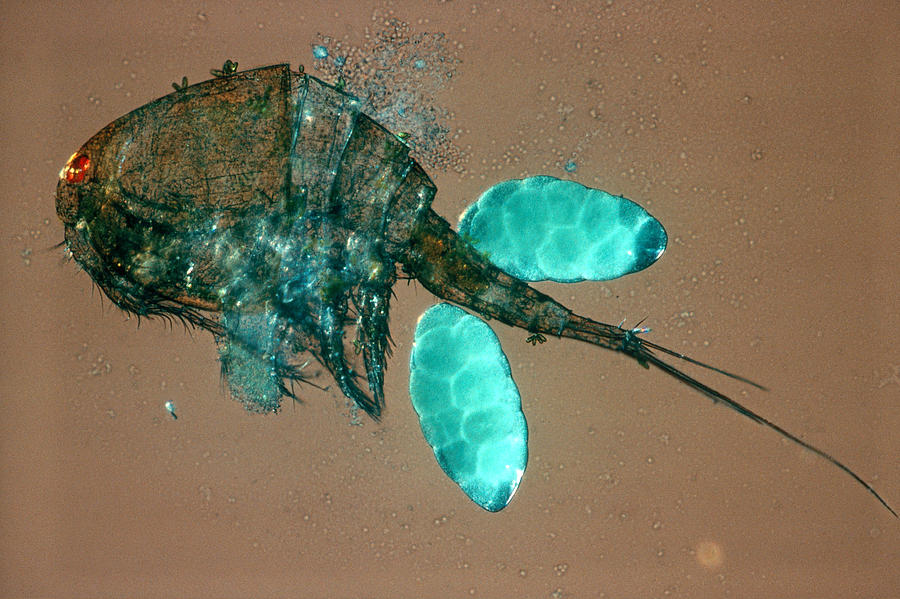 Female Copepod With Eggs, Lm Photograph by E.r. Degginger