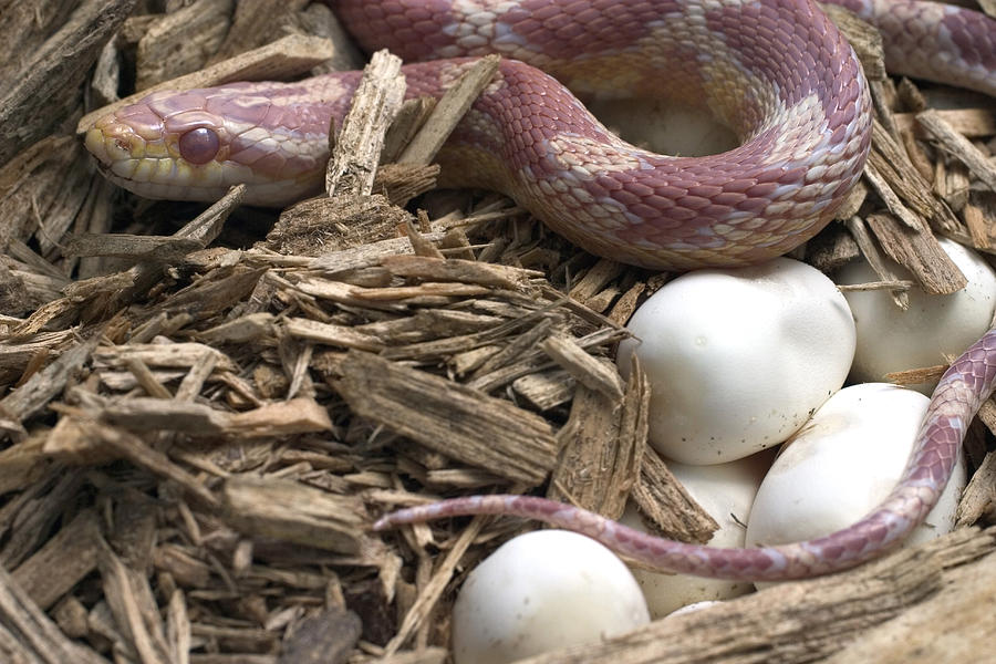 Female Corn Snake With Eggs Photograph by Paul Whitten
