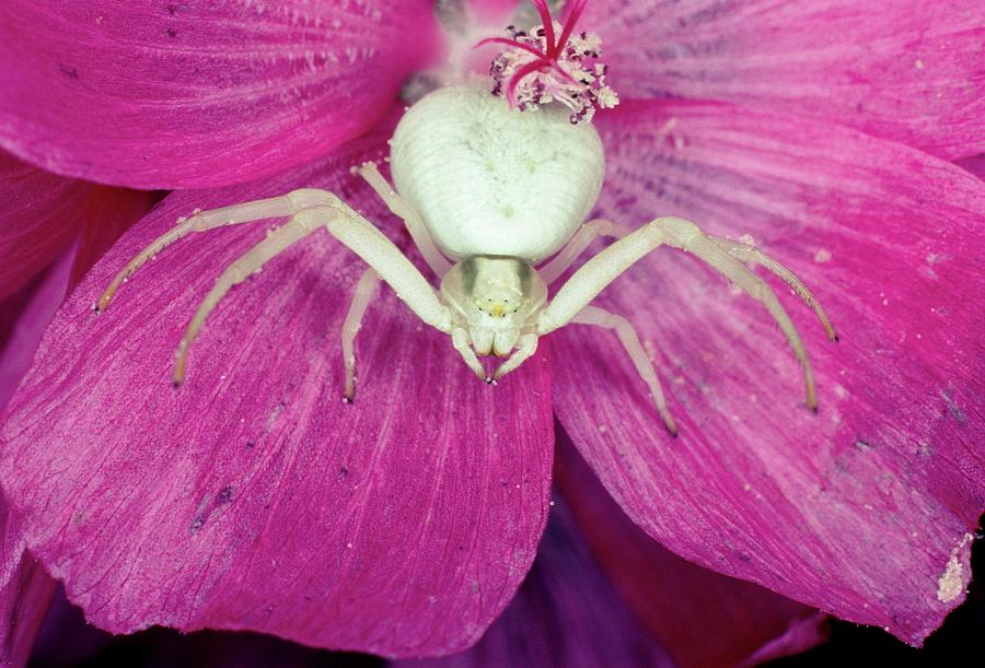 Female Crab Spider Photograph by Dr Jeremy Burgess/science Photo Library
