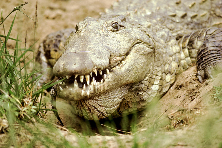 Female Crocodile Transporting Hatchlings Photograph by Mitch Reardon ...