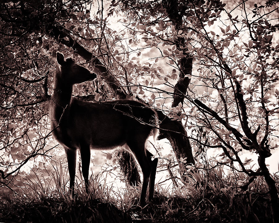 Deer Photograph - Female Deer by Phil Dimashq