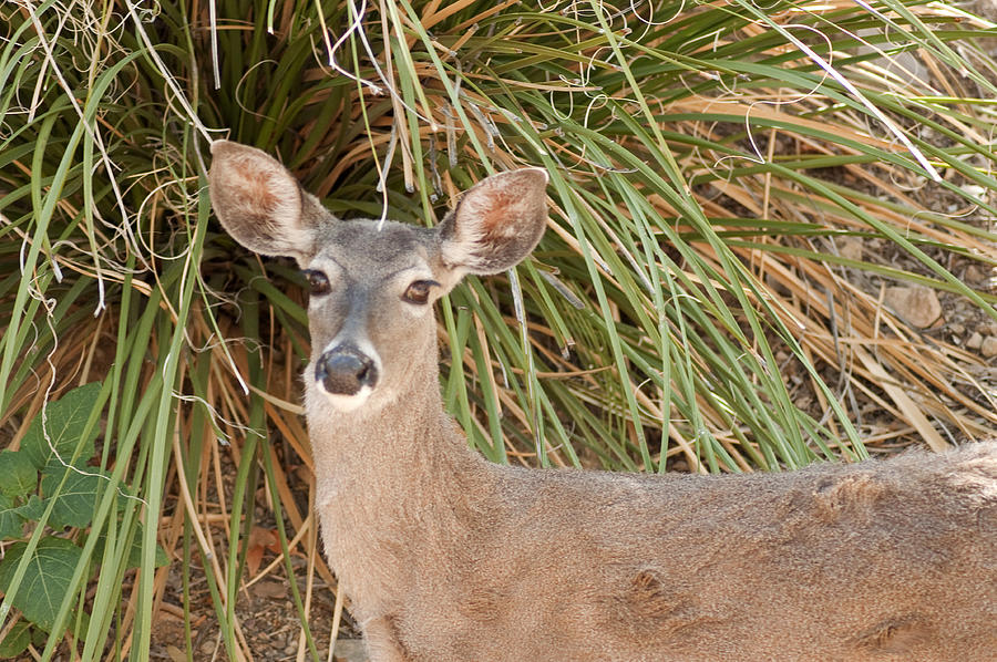Female Desert Mule Deer Photograph by Daniel Hebard