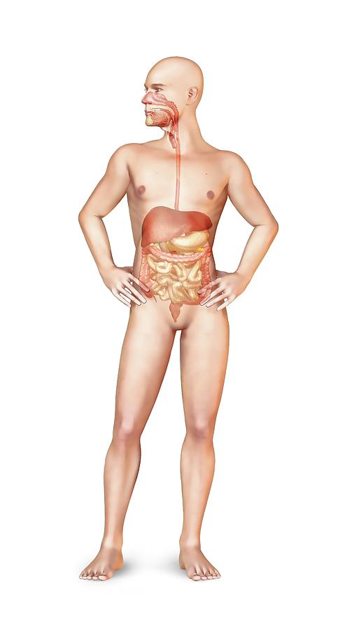 Cecum Photograph - Female Digestive System by Leonello Calvetti/science Photo Library