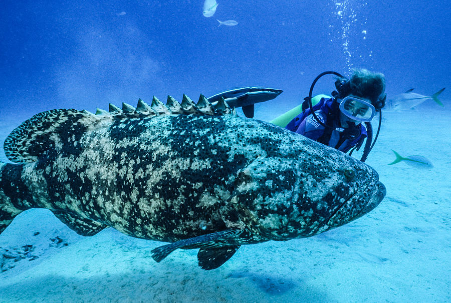 Female diver beside a 400 lb grouper Photograph by Robert McAlpine - Pixels