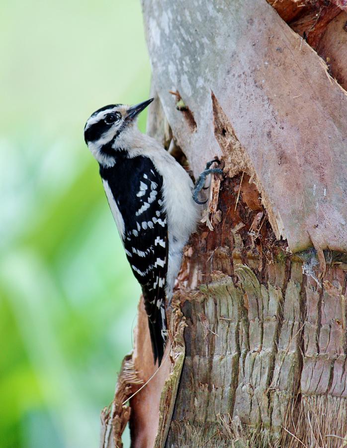 Female Downy Woodpecker Photograph by Cynthia Guinn