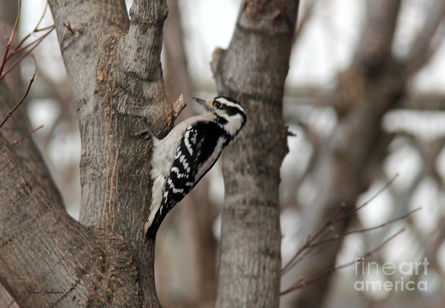 Female Downy Woodpecker Photograph by Yumi Johnson